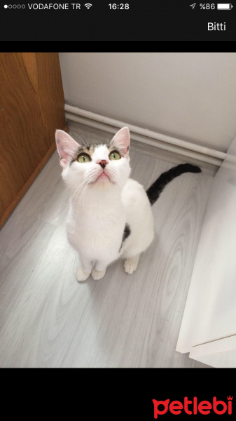 Tekir Kedi, Kedi  Behlül fotoğrafı
