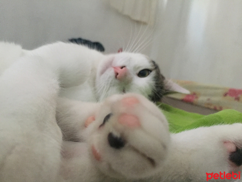 Tekir Kedi, Kedi  Behlül fotoğrafı