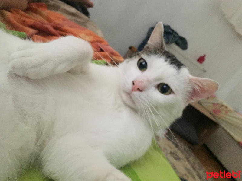 Tekir Kedi, Kedi  Behlül fotoğrafı