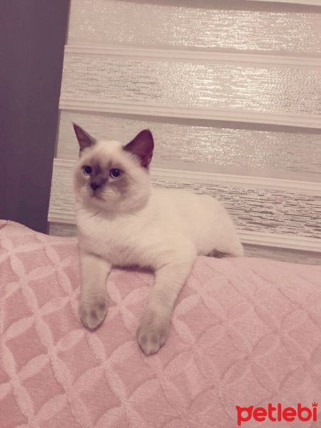 Siyam Kedisi, Kedi  Paşa fotoğrafı