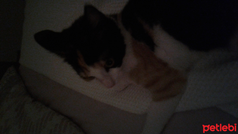 Soke, Kedi  Ceku fotoğrafı