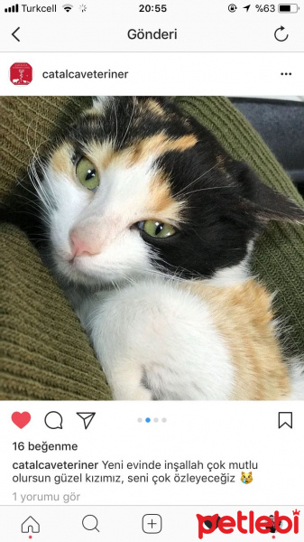 Soke, Kedi  Ceku fotoğrafı