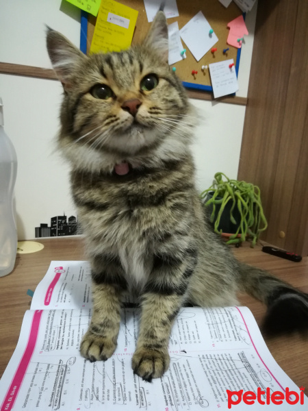 Tekir Kedi, Kedi  Arya fotoğrafı