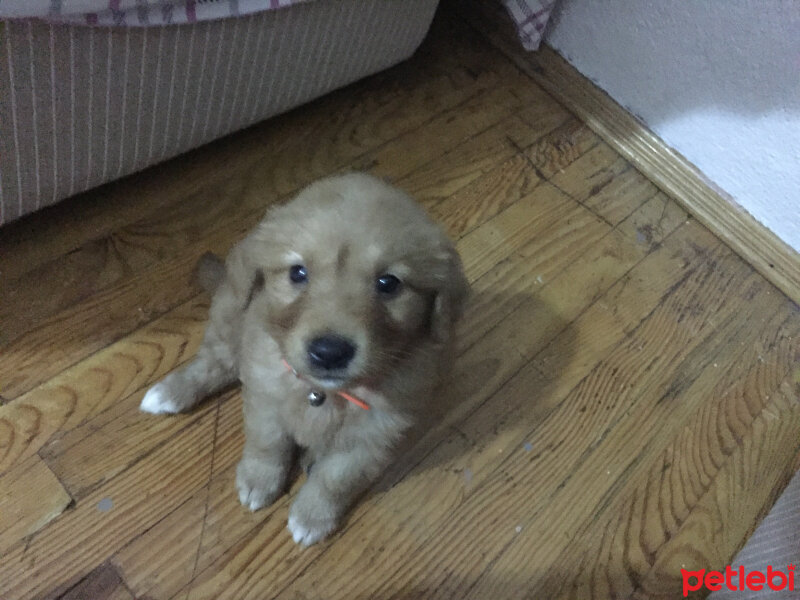 Golden Retriever, Köpek  Güneş  fotoğrafı