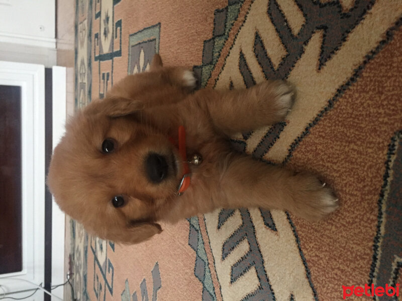 Golden Retriever, Köpek  Güneş  fotoğrafı