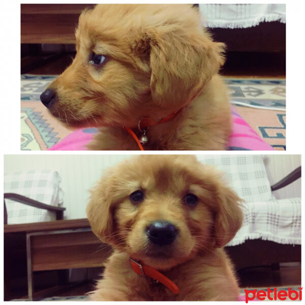 Golden Retriever, Köpek  Güneş  fotoğrafı