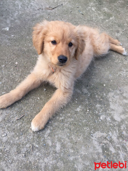 Golden Retriever, Köpek  Güneş  fotoğrafı