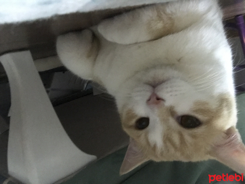 British Shorthair, Kedi  Charlie fotoğrafı