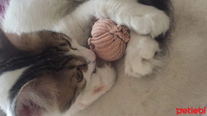 Tekir Kedi, Kedi  ponçik fotoğrafı