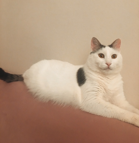 Tekir Kedi, Kedi  Atlas fotoğrafı
