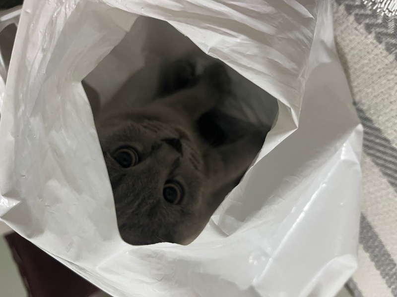 British Shorthair, Kedi  gölge fotoğrafı