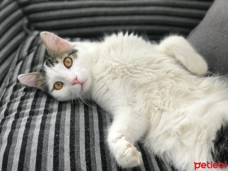Tekir Kedi, Kedi  Gazoz fotoğrafı