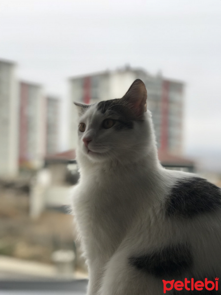 Tekir Kedi, Kedi  Gazoz fotoğrafı