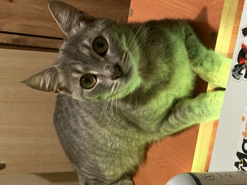 Tekir Kedi, Kedi  Göksu fotoğrafı