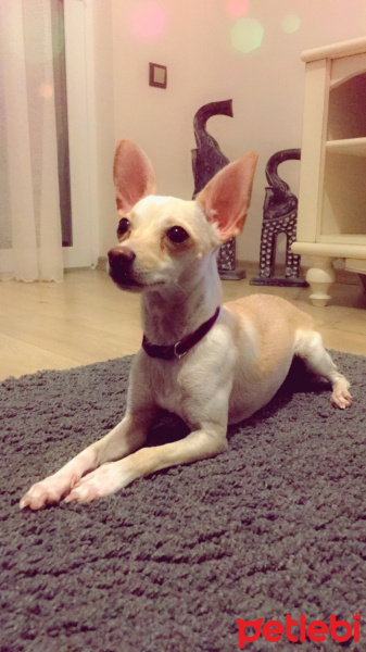 Chihuahua, Köpek  Maya fotoğrafı