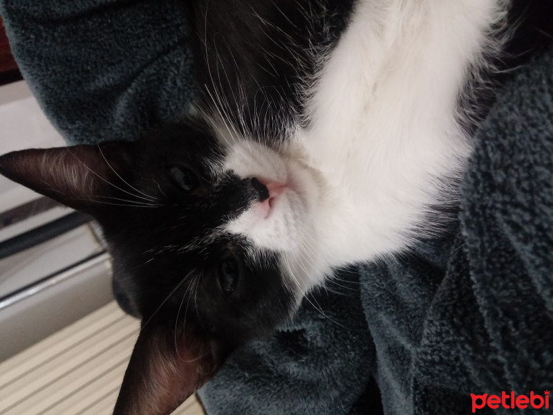 Tuxedo (Smokin) Kedi, Kedi  Pati fotoğrafı