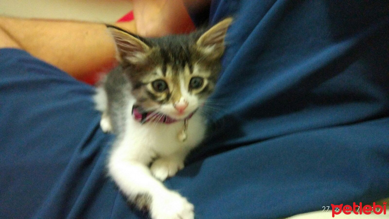 Tekir Kedi, Kedi  leyla fotoğrafı