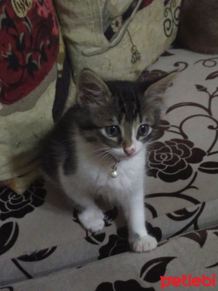 Tekir Kedi, Kedi  leyla fotoğrafı