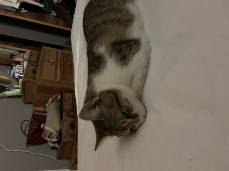 Tekir Kedi, Kedi  Köfte fotoğrafı