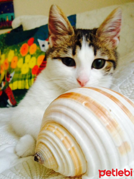 Tekir Kedi, Kedi  Maviş fotoğrafı