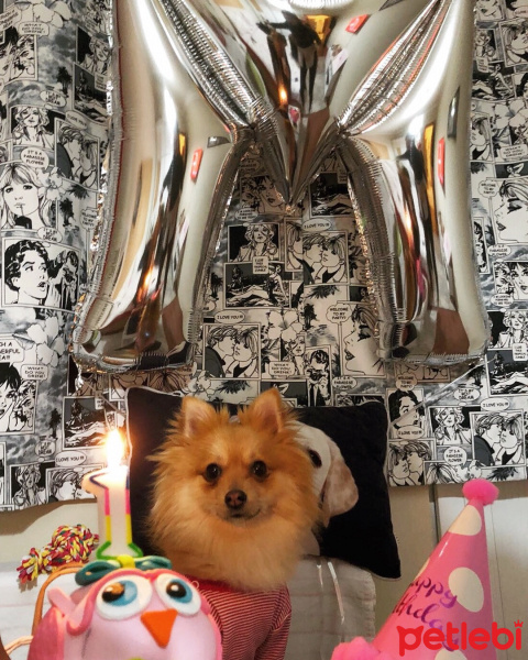 Pomeranyalı, Köpek  Mişa fotoğrafı