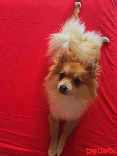 Pomeranyalı, Köpek  Mişa fotoğrafı