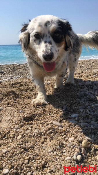 İngiliz Setter, Köpek  Deyzi fotoğrafı