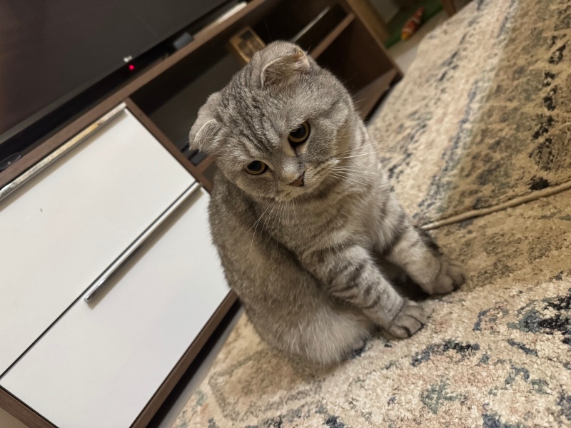 Scottish Fold, Kedi  Liya fotoğrafı