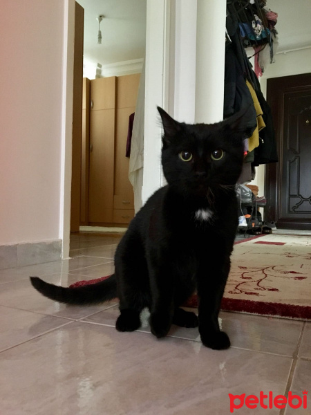 Bombay, Kedi  Aşil fotoğrafı