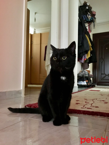Bombay, Kedi  Aşil fotoğrafı