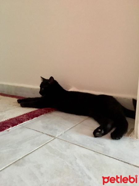 Bombay, Kedi  Aşil fotoğrafı