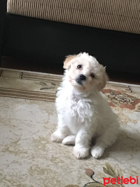 Maltese, Köpek  Bulut fotoğrafı