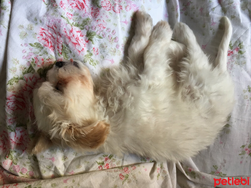 Maltese, Köpek  Bulut fotoğrafı