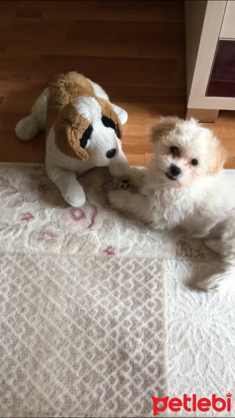 Maltese, Köpek  Bulut fotoğrafı