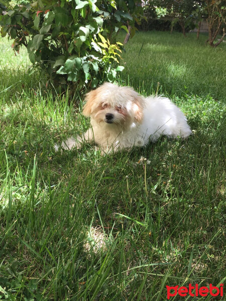 Maltese, Köpek  Bulut fotoğrafı