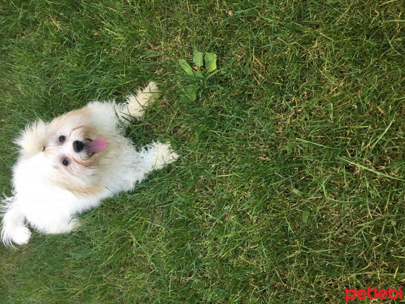 Maltese, Köpek  Bulut fotoğrafı