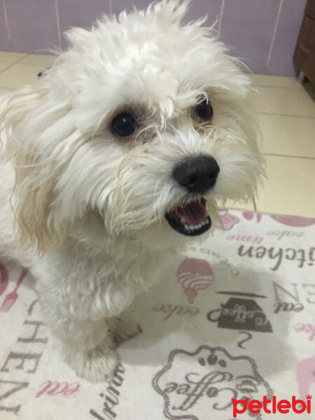 Maltese, Köpek  Bulut fotoğrafı