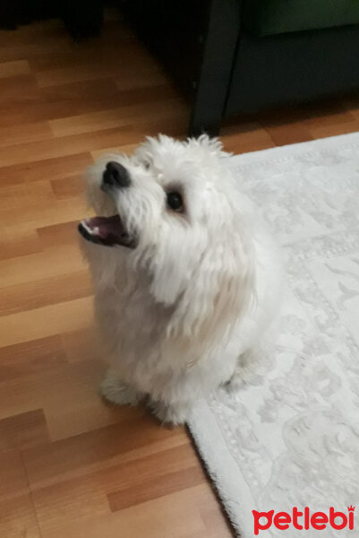 Maltese, Köpek  Bulut fotoğrafı