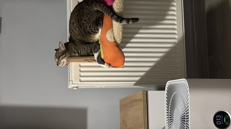 Tekir Kedi, Kedi  Balkız fotoğrafı