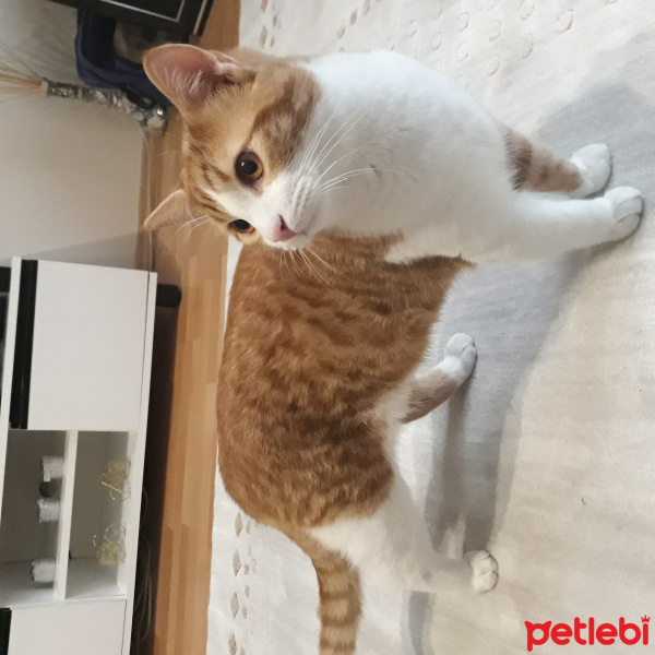 Tekir Kedi, Kedi  Çakır fotoğrafı