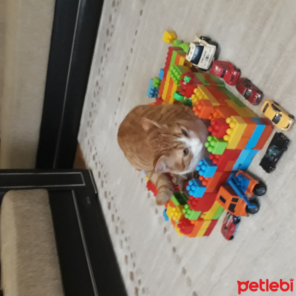 Tekir Kedi, Kedi  Çakır fotoğrafı