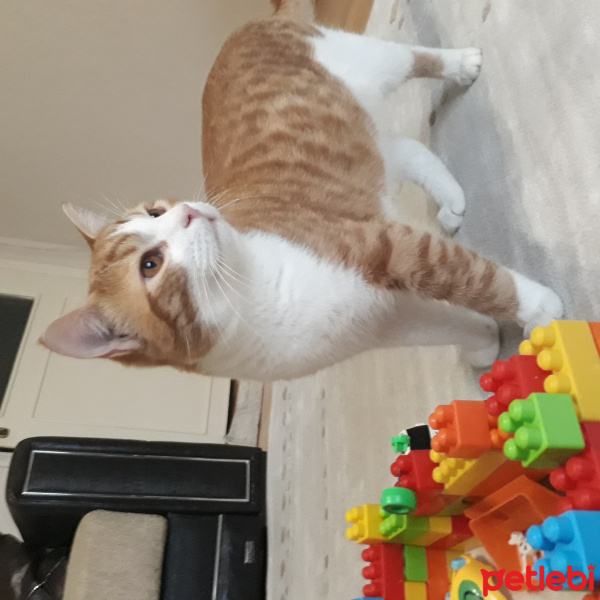 Tekir Kedi, Kedi  Çakır fotoğrafı