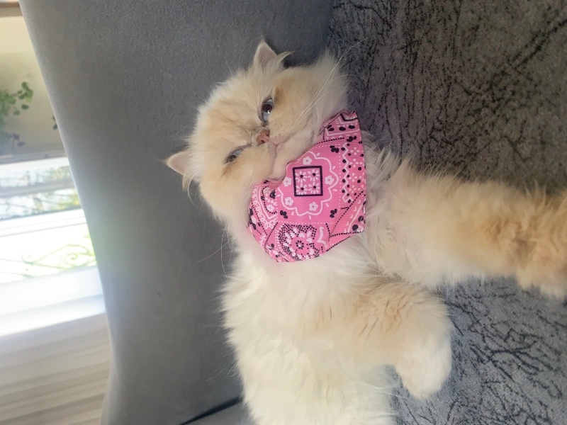 İran Kedisi (Persian), Kedi  Pamuk fotoğrafı
