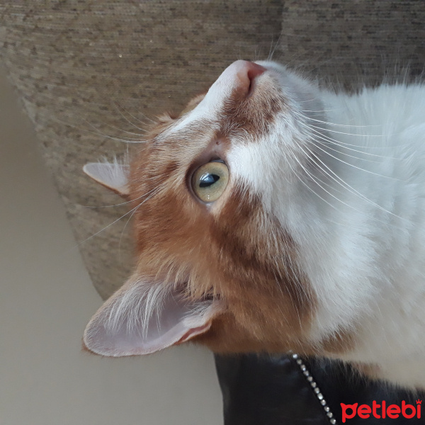 Tekir Kedi, Kedi  Dany fotoğrafı