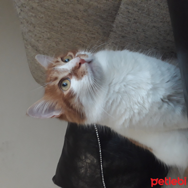Tekir Kedi, Kedi  Dany fotoğrafı