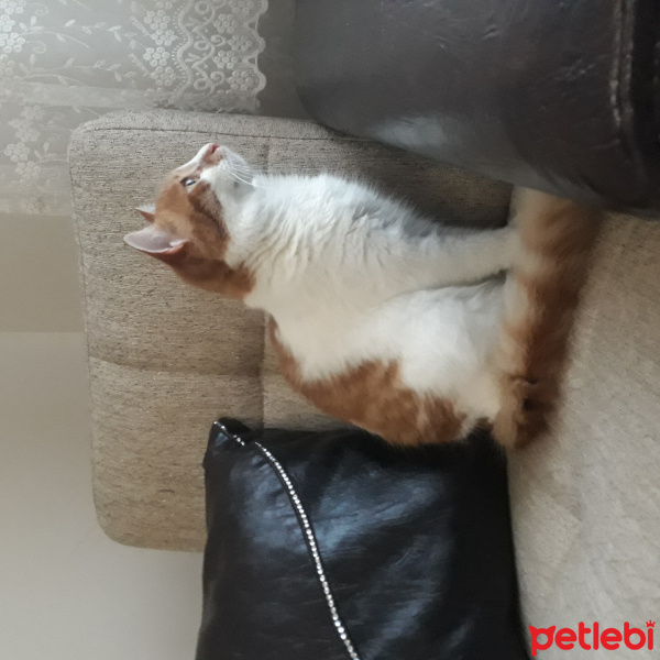 Tekir Kedi, Kedi  Dany fotoğrafı