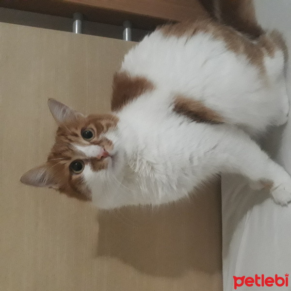 Tekir Kedi, Kedi  Dany fotoğrafı