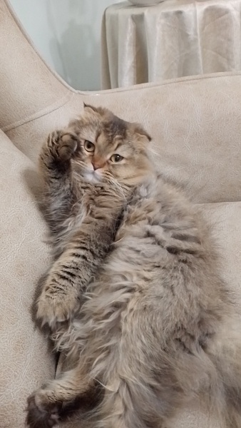 Scottish Fold, Kedi  Lia fotoğrafı