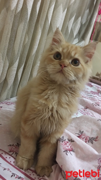 İran Kedisi (Persian), Kedi  Cookie fotoğrafı