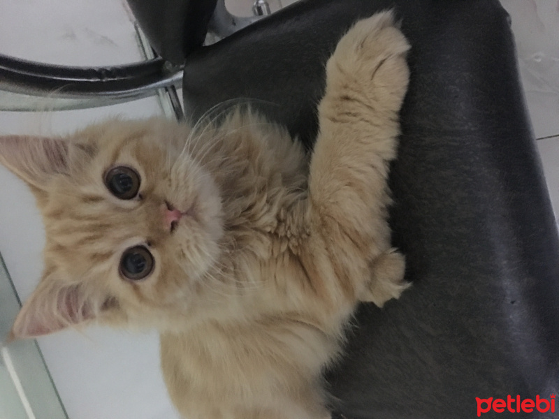 İran Kedisi (Persian), Kedi  Cookie fotoğrafı
